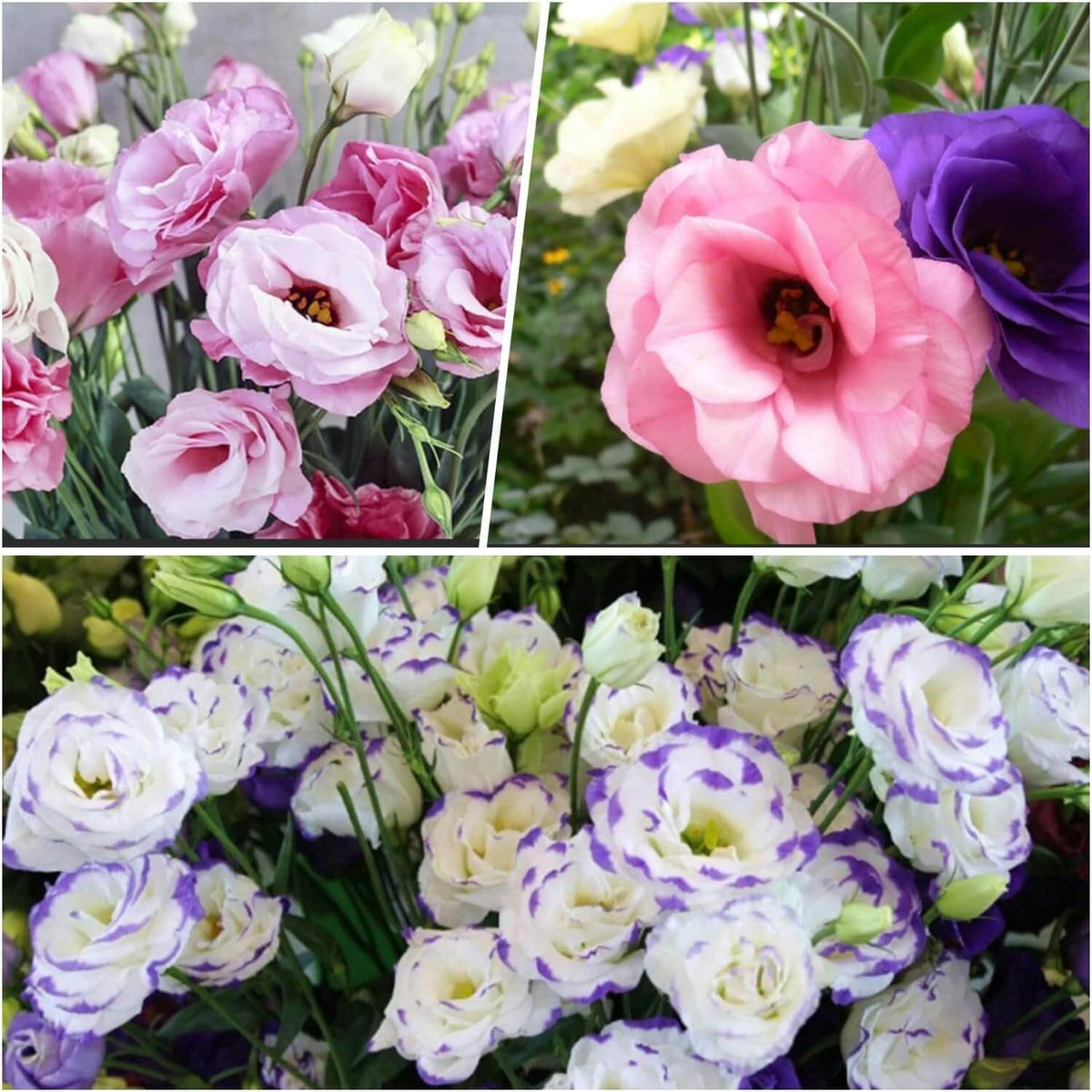 Eustoma In Ear Rare Mixed Eustoma Seeds | Eustoma Flower Seeds