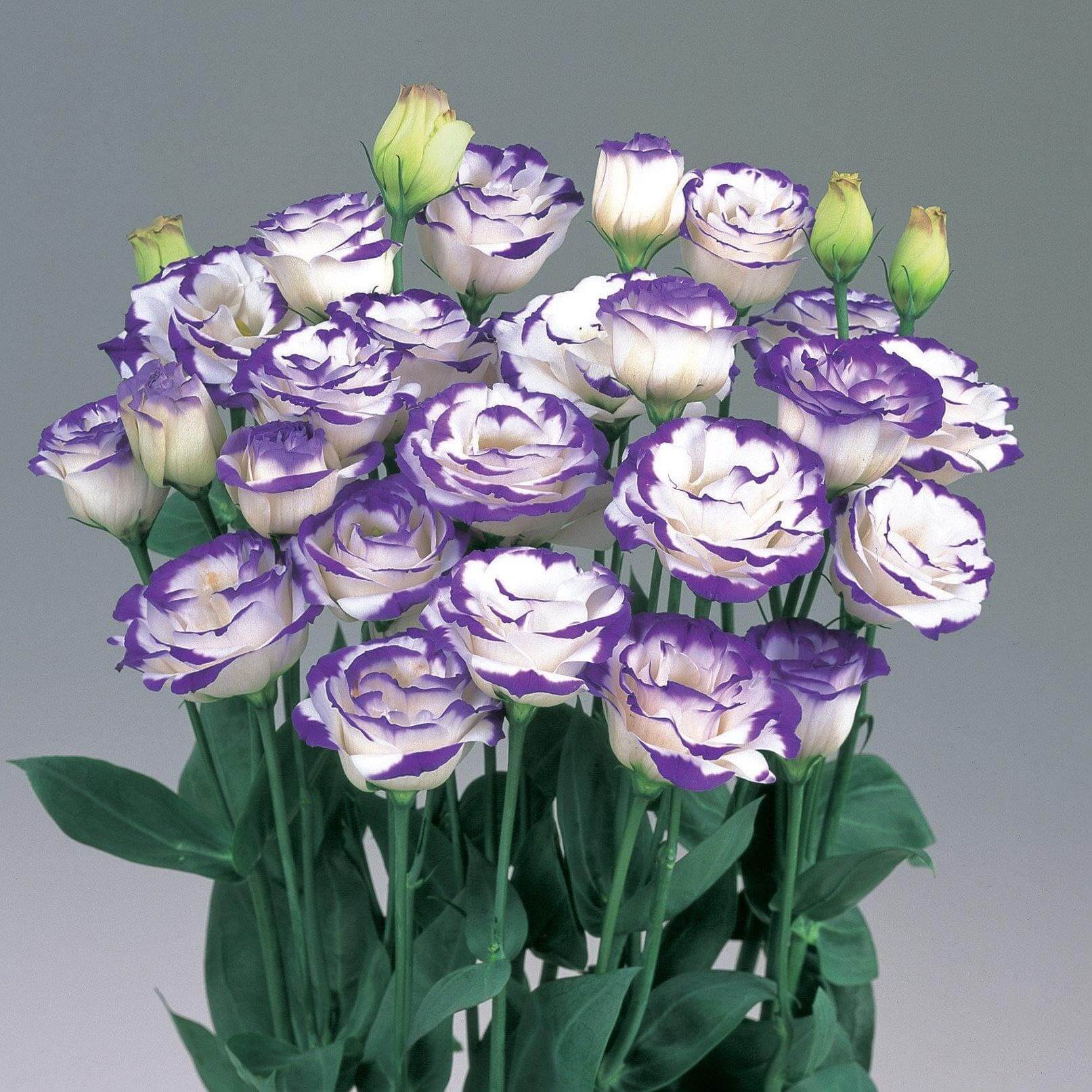 Eustoma Seeds – White & Blue Lisianthus