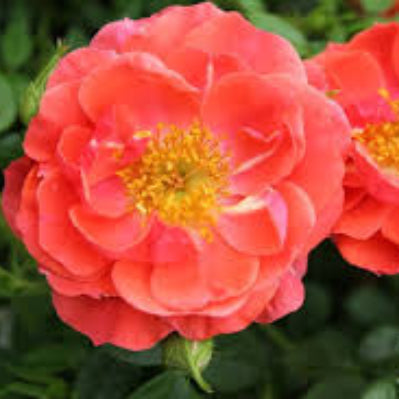 Eustoma Seeds – windflower