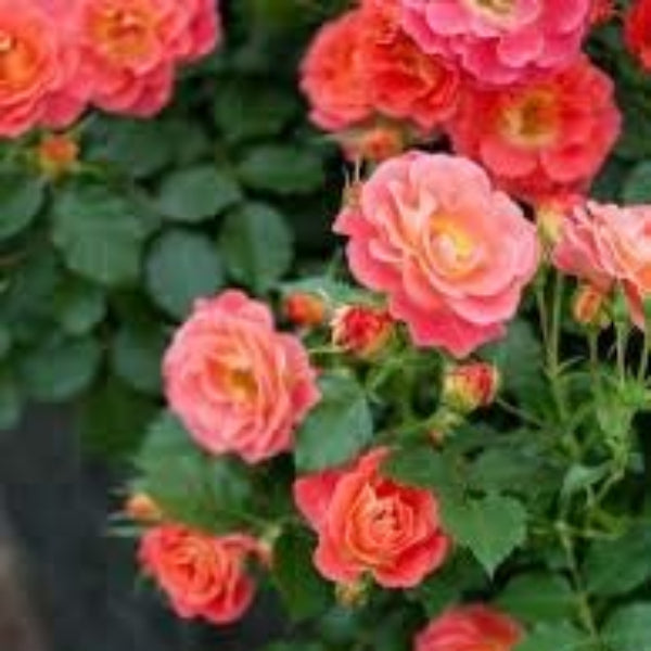 Eustoma Seeds – windflower