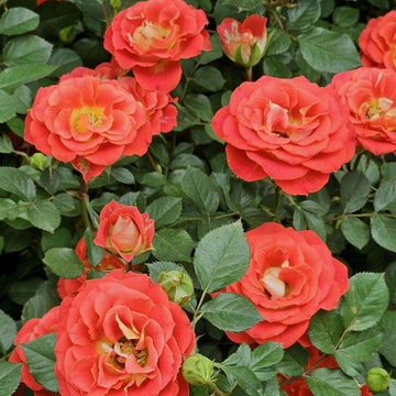 Eustoma Seeds – windflower