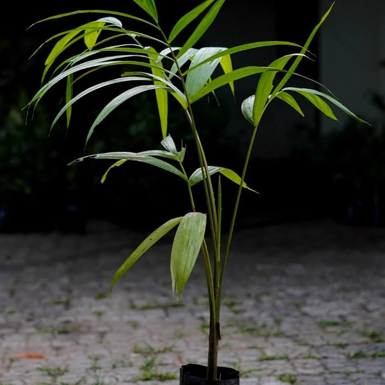 Euterpe oleracea Seeds - Fruit Plant