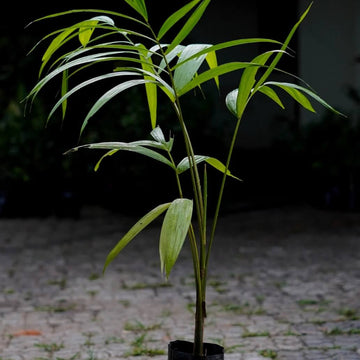 Euterpe oleracea Seeds - Fruit Plant