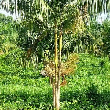 Euterpe oleracea Seeds - Fruit Plant