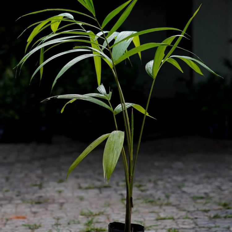 Euterpe precatoria Seeds - Fruit Plant