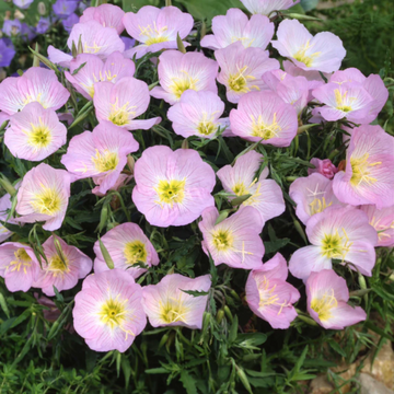 Evening Primrose Seeds - Showy
