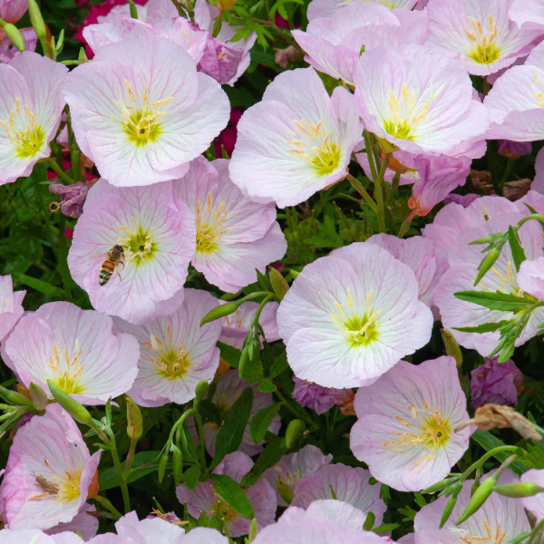 Evening Primrose Seeds - Showy
