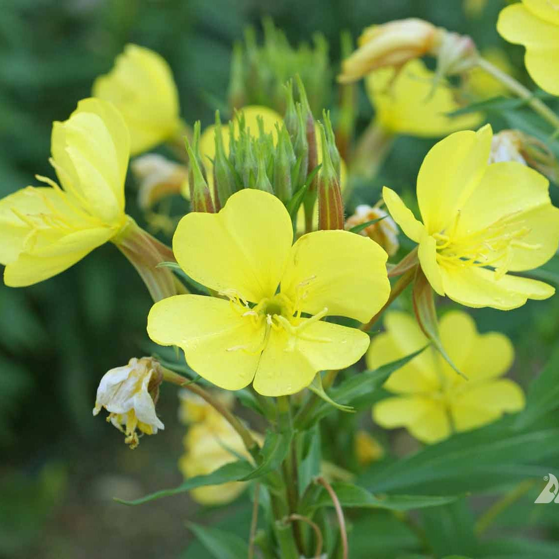 Evening Primrose Seeds – Common
