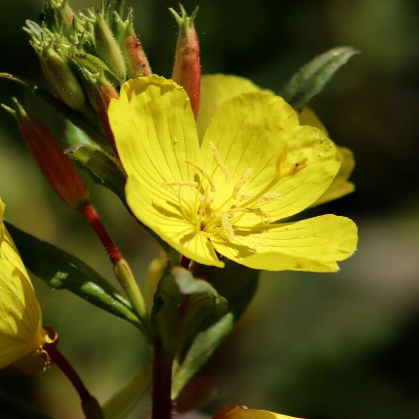 Evening Primrose Seeds – Cutleaf Heirloom & GMO
