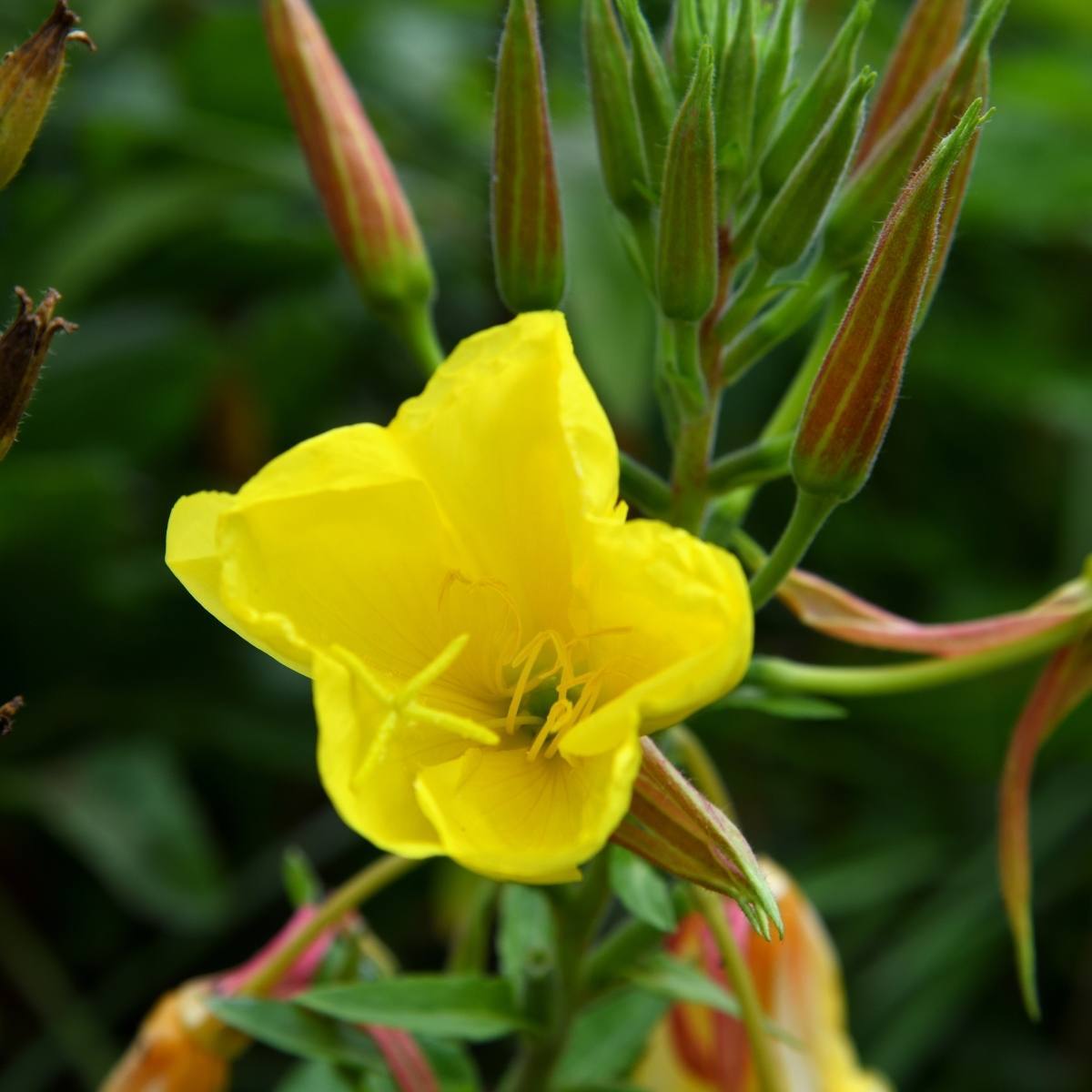Evening Primrose Seeds – Cutleaf Heirloom & GMO
