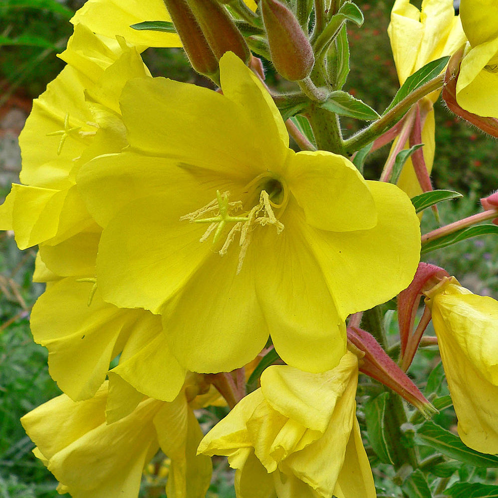 Evening Primrose Seeds – Hooker’s

