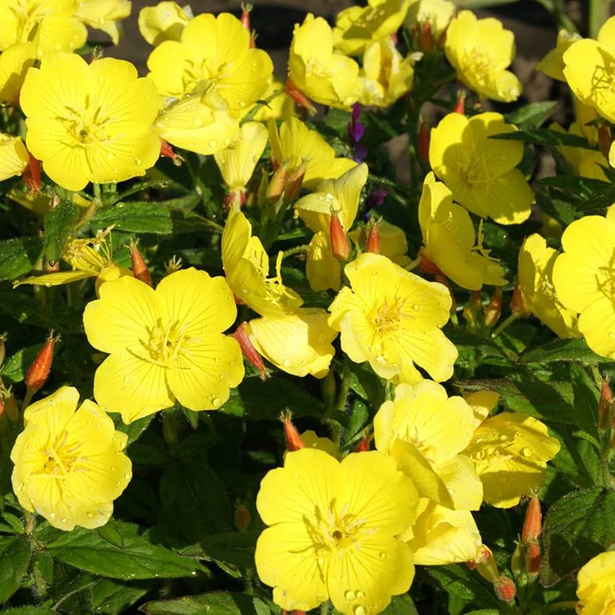 Evening Primrose Seeds – Hooker’s
