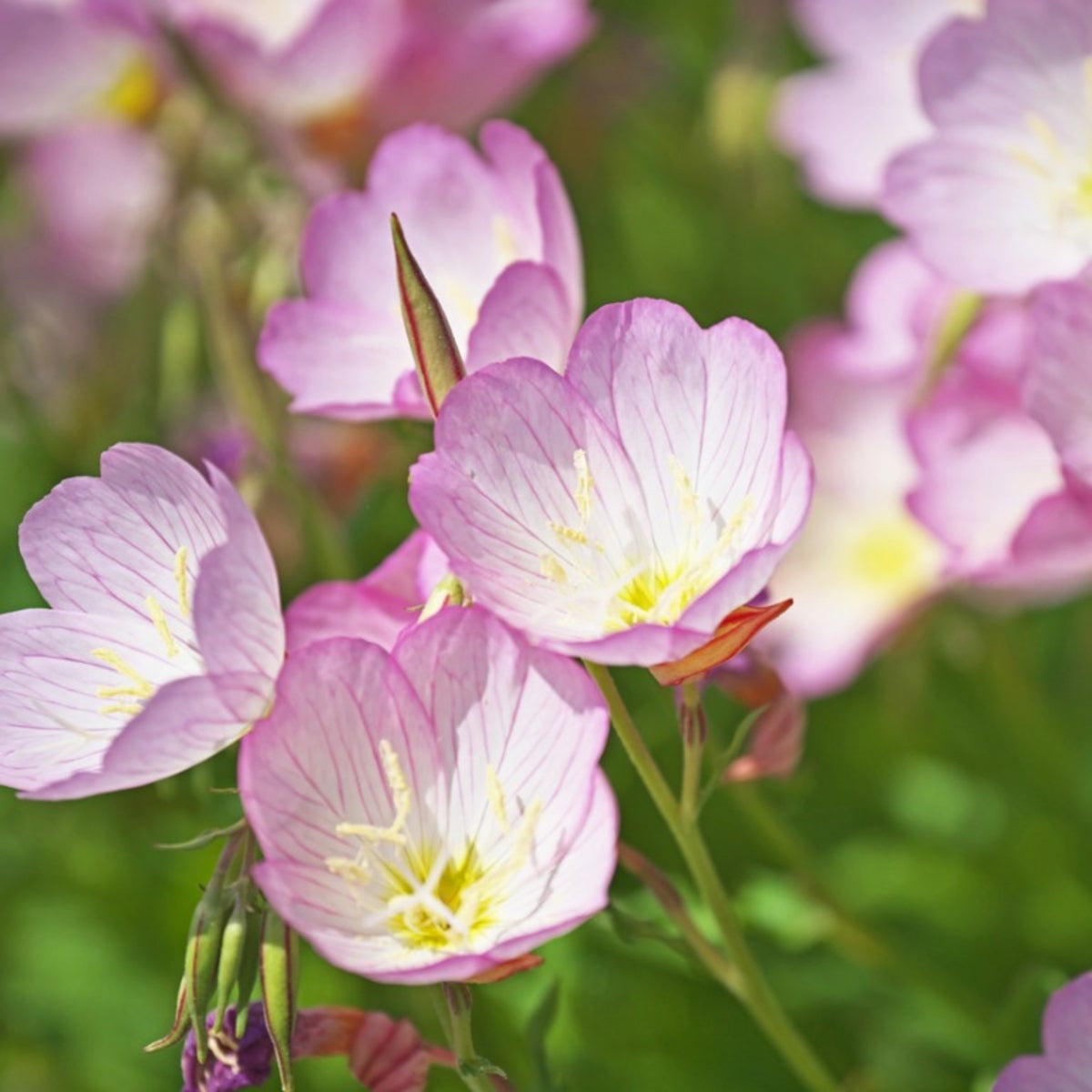 Evening Primrose Seeds – Mexican
