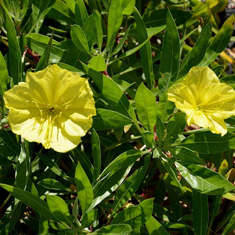 Evening Primrose Seeds – Missouri
