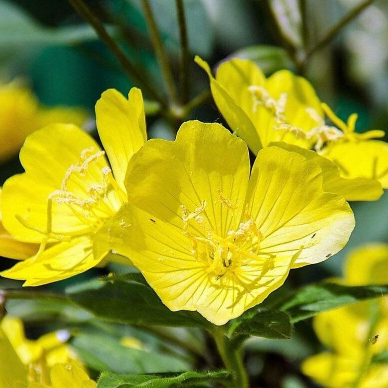 Evening Primrose Seeds – Oenothera Lamarckiana
