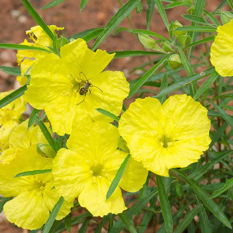 Evening Primrose Seeds – Oenothera Lamarckiana

