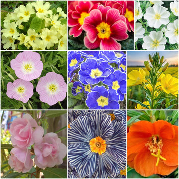 Evening Primrose Seeds - All In One For Home Gardens