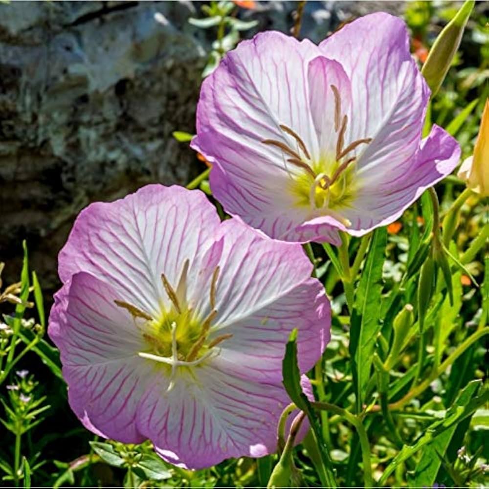 Evening Primrose Seeds - Showy
