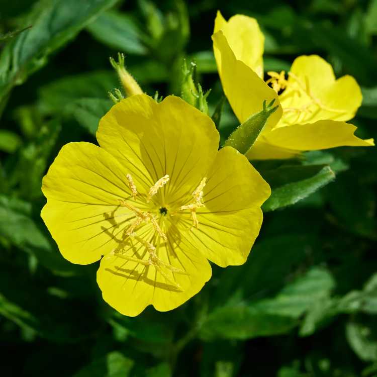 Evening Primrose Seeds – Common
