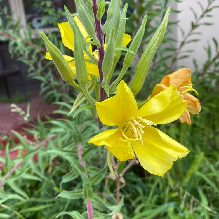 Evening Primrose Seeds – Hooker’s
