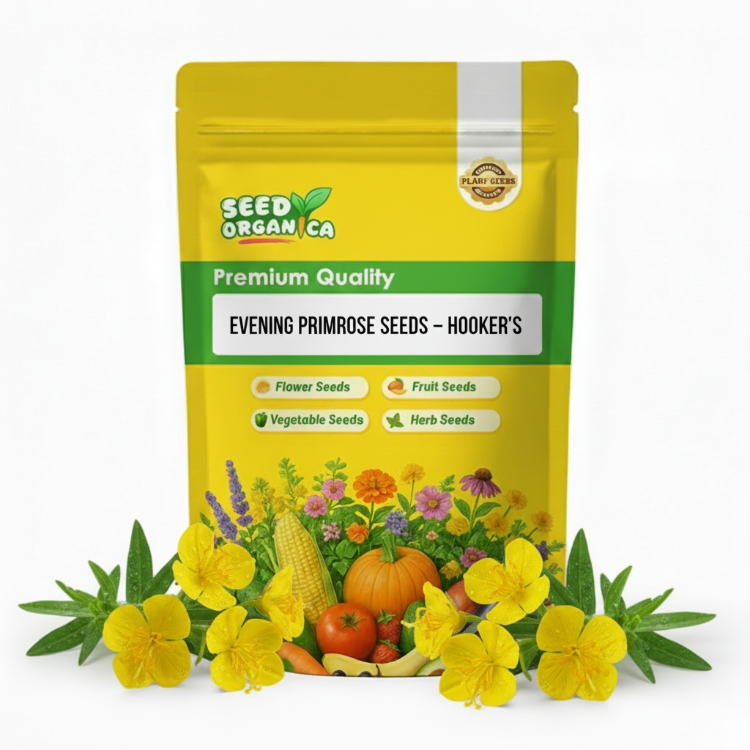 Evening Primrose Seeds – Hooker’s