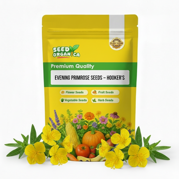 Evening Primrose Seeds – Hooker’s