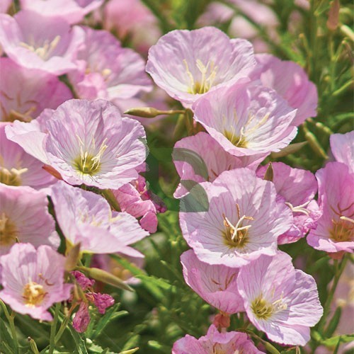 Evening Primrose Seeds – Mexican
