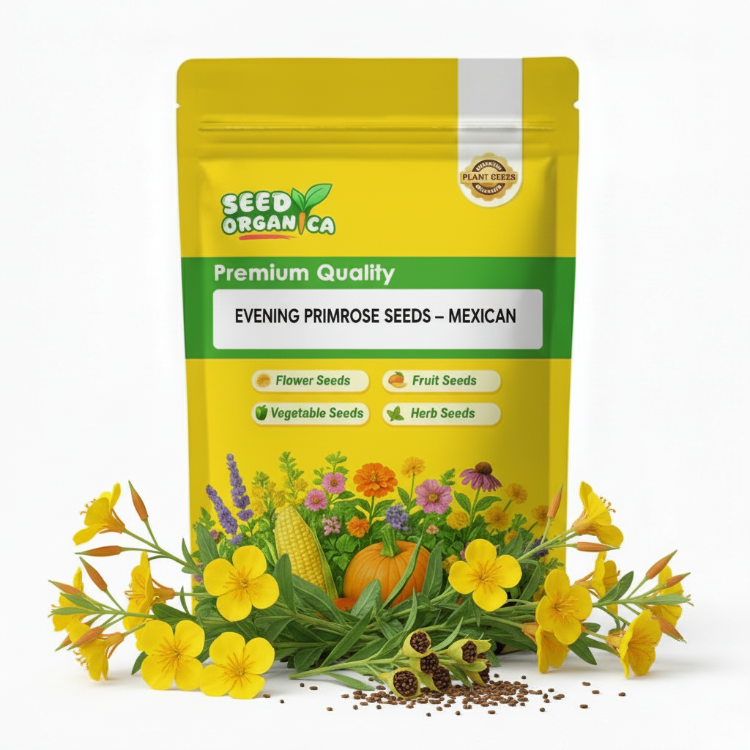 Evening Primrose Seeds – Mexican