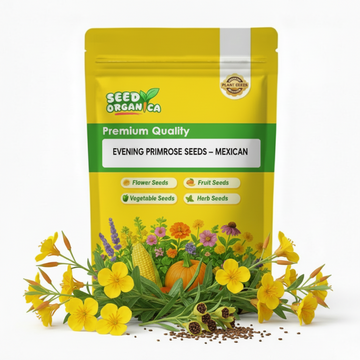 Evening Primrose Seeds – Mexican