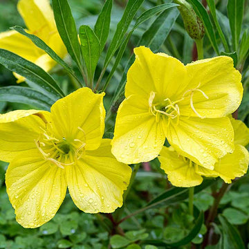 Evening Primrose Seeds – Missouri
