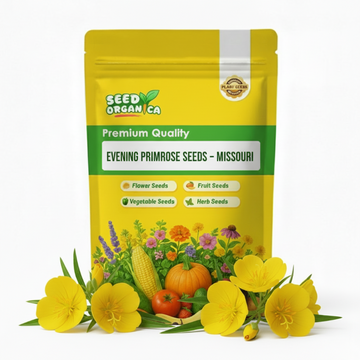 Evening Primrose Seeds – Missouri