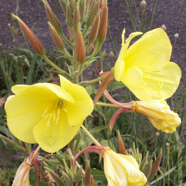 Evening Primrose Seeds – Oenothera Lamarckiana
