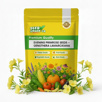 Evening Primrose Seeds – Oenothera Lamarckiana