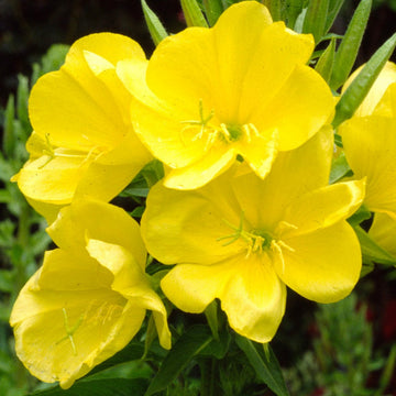 Evening Primrose Seeds – Yellow
