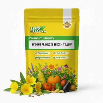 Evening Primrose Seeds – Yellow