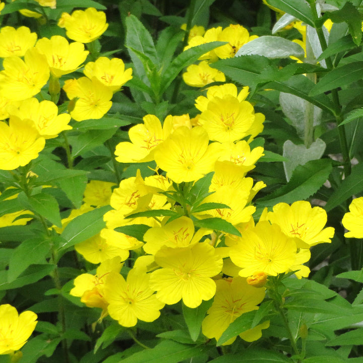 Evening Primrose Seeds – Yellow

