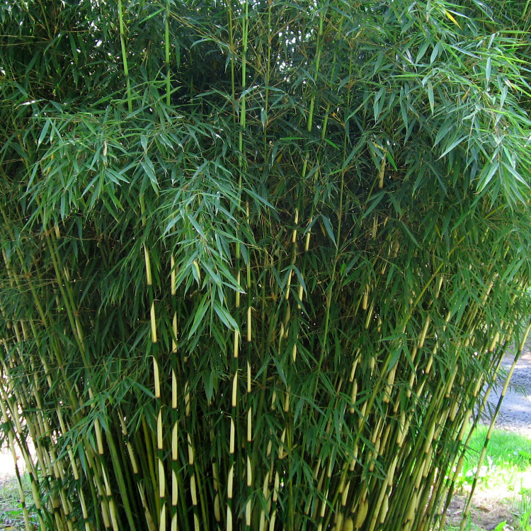Evergreen Bamboo Seeds