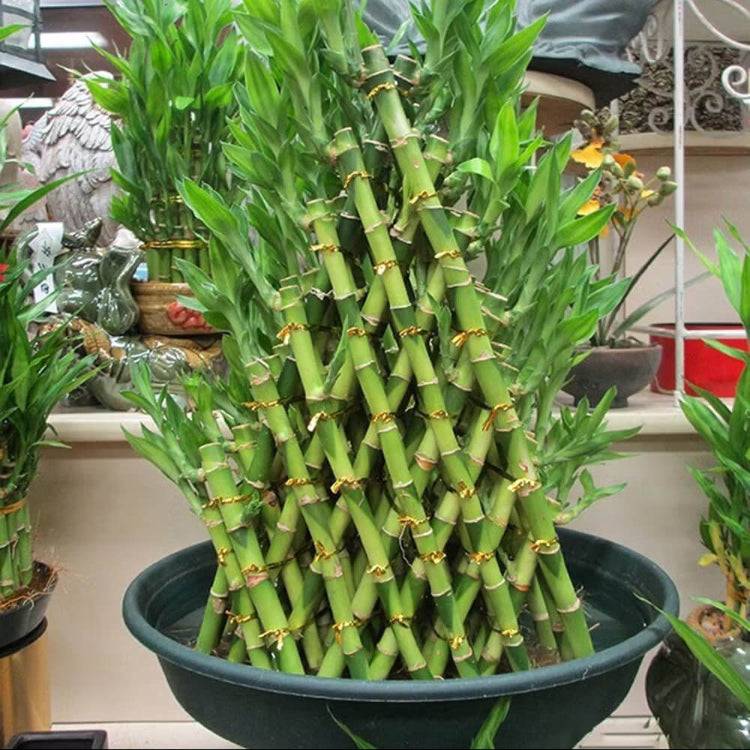Evergreen Bamboo Seeds