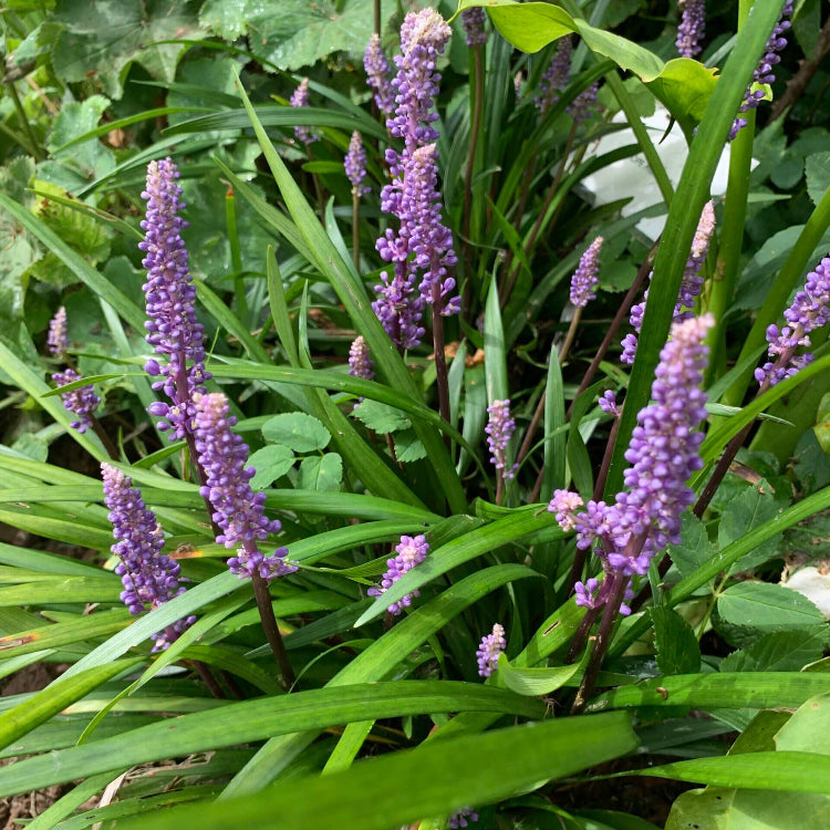 Evergreen Border Grass Seeds