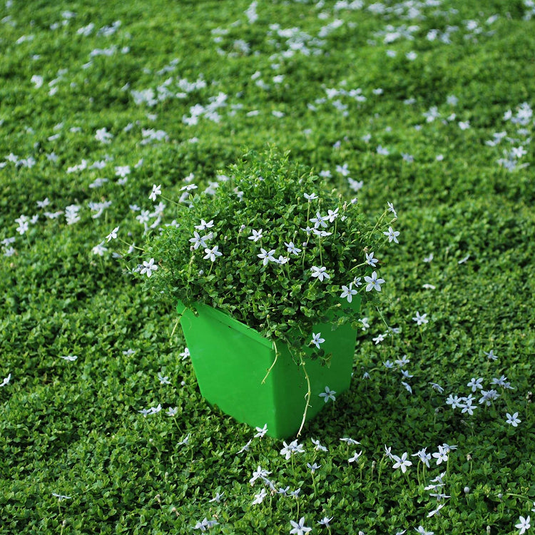 Evergreen Ground Cover Seeds