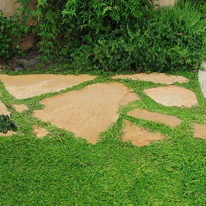Evergreen Ground Cover Seeds