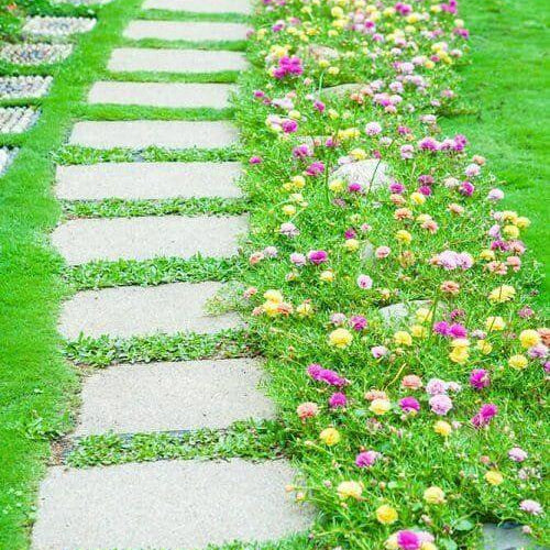 Evergreen Ground Cover Seeds