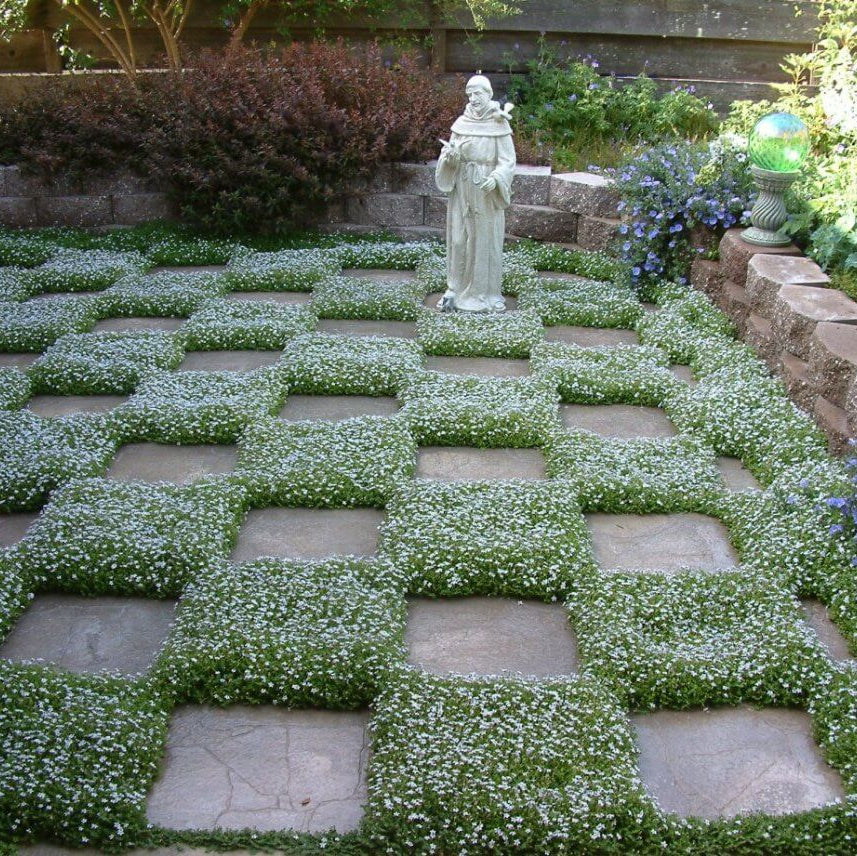 Evergreen Ground Cover Seeds