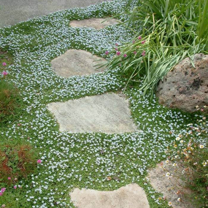 Evergreen Ground Cover Seeds
