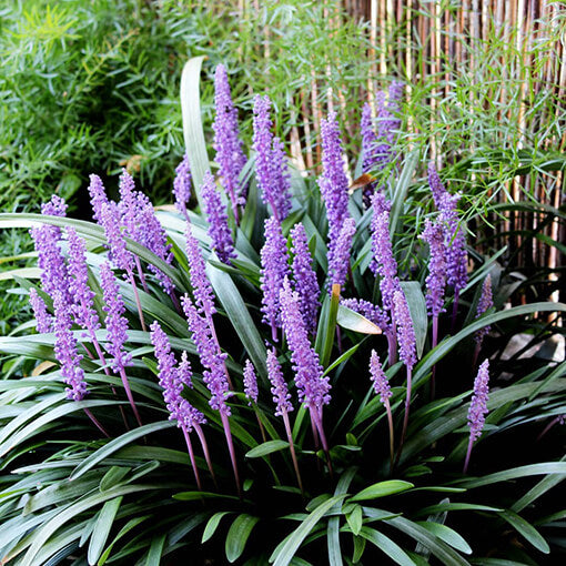 Evergreen Liriope Seeds