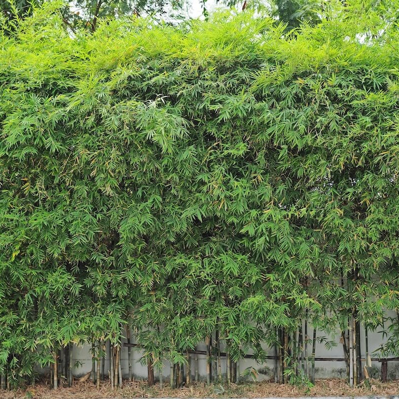 Evergreen Privacy Bamboo Seeds