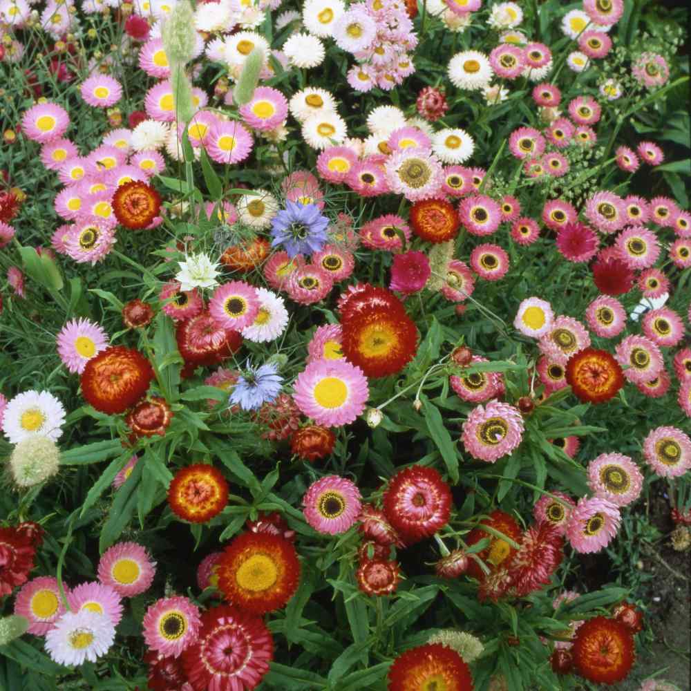 Everlasting Seeds – Long