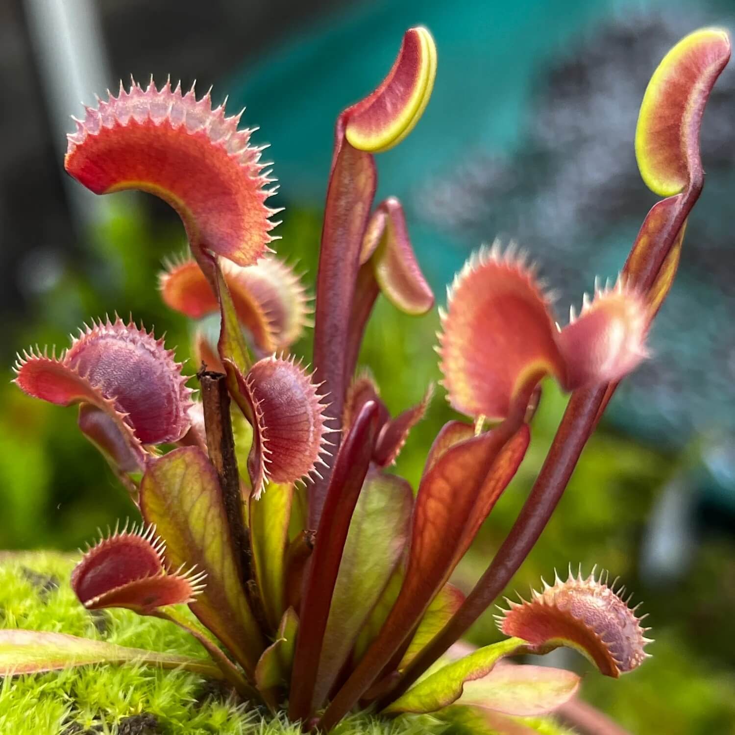 Exotic Carnivorous Plant Seeds - Flower Plant