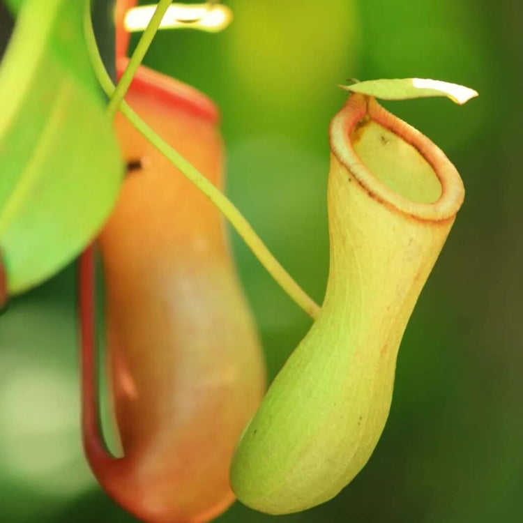 Exotic Carnivorous Plant Seeds - Flower Plant