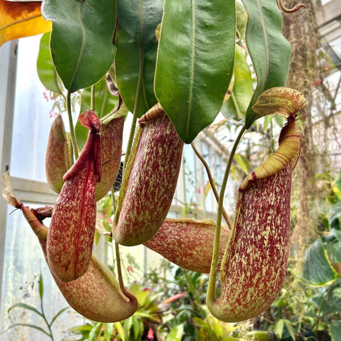 Exotic Carnivorous Plant Seeds - Flower Plant
